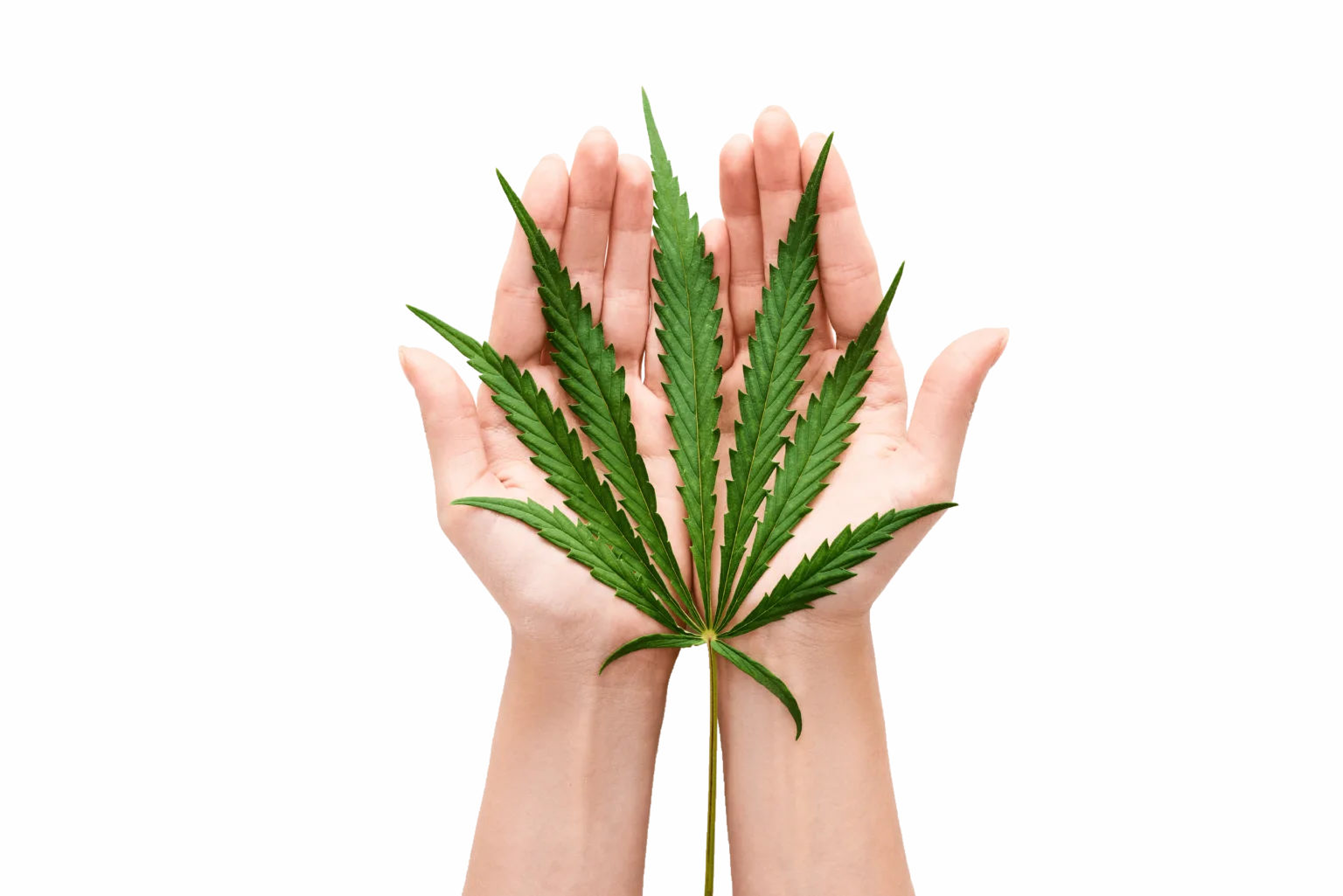 Hanf.com